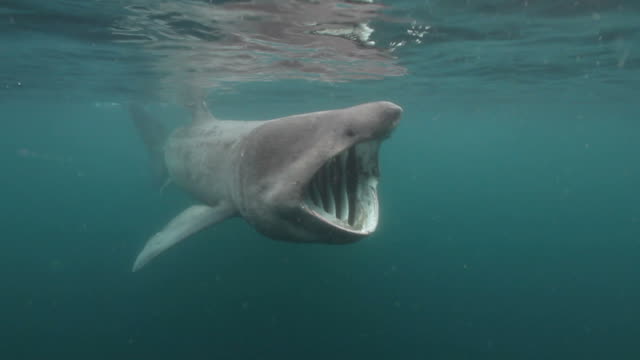 basking-shark-video-id473042877